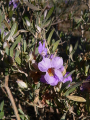 Petalidium oblongifolium