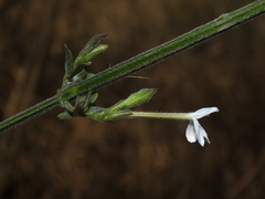Rhinacanthus gracilis latilabiatus
