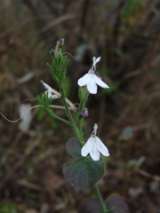 Rhinacanthus xerophilus