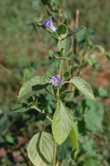 Ruellia malacophylla