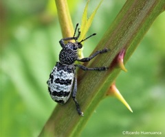 Aegorhinus superciliosus