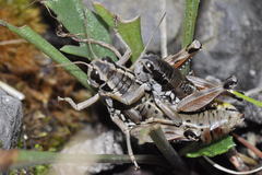 Podisma amedegnatoae