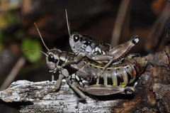 Podisma amedegnatoae