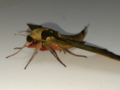 Adhemarius sexoculata