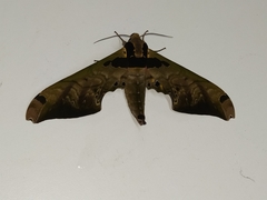 Adhemarius sexoculata