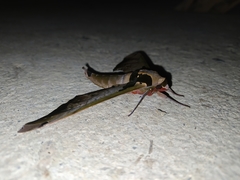 Adhemarius sexoculata