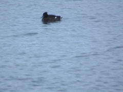 Aythya fuligula