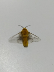 Megalopyge trossula