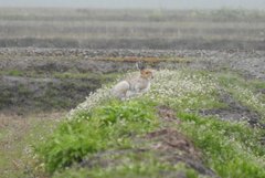 Lepus timidus ainu