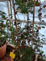 Gossypium barbadense