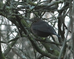 Turdus merula