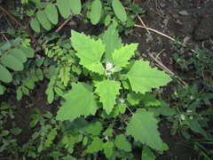 Chenopodium suecicum