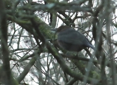 Turdus merula