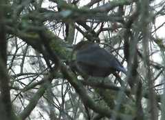 Turdus merula