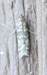 Ortholepis pasadamia