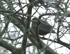 Turdus merula