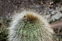 Trichocereus tarijensis