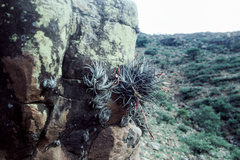 Tillandsia lorentziana