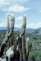 Oreocereus celsianus