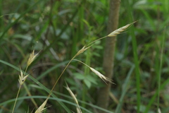 Bromus commutatus