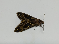 Euryglottis aper