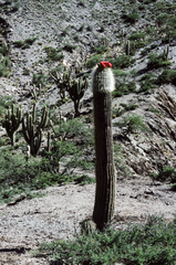 Trichocereus tarijensis