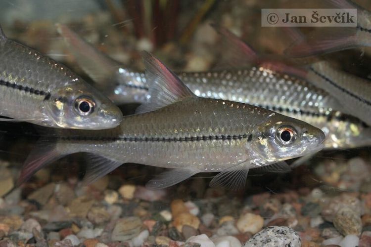 Cyclocheilichthys