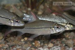 Redfin River Barb photo 2