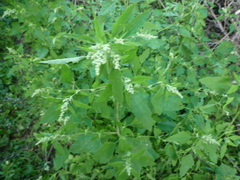 Chenopodium suecicum
