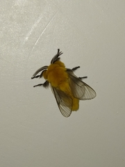 Megalopyge trossula