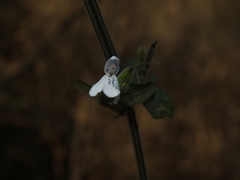 Rhinacanthus gracilis latilabiatus