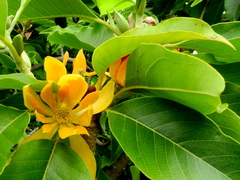 Magnolia champaca