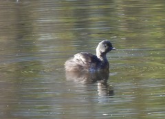 Tachybaptus dominicus