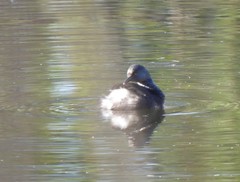 Tachybaptus dominicus