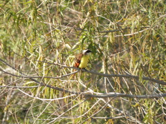 Pitangus sulphuratus