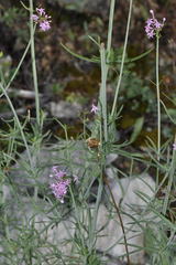 Centranthus angustifolius