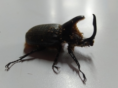 Heterogomphus schoenherri