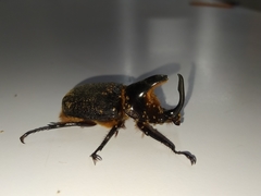 Heterogomphus schoenherri