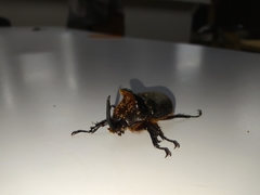 Heterogomphus schoenherri