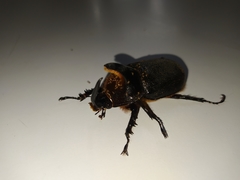 Heterogomphus schoenherri