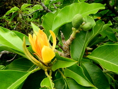 Magnolia champaca