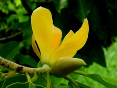 Magnolia champaca