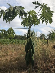 Carica papaya