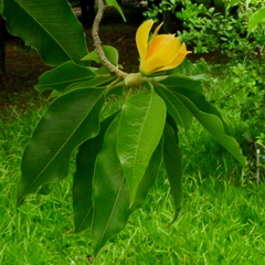 Magnolia champaca