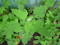 Chenopodium suecicum
