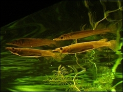 Sumatra Halfbeak photo 3