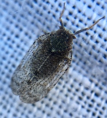Tachycixius pilosus