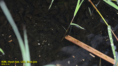 Bufo sachalinensis