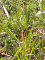 Cosmosatyrus leptoneuroides