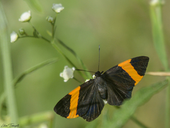 Panara soana